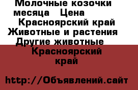 Молочные козочки 4 месяца › Цена ­ 5 000 - Красноярский край Животные и растения » Другие животные   . Красноярский край